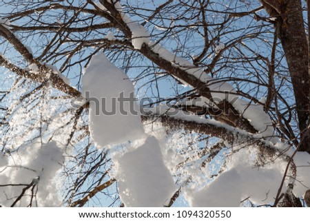 large branches of a tree covered with snow
