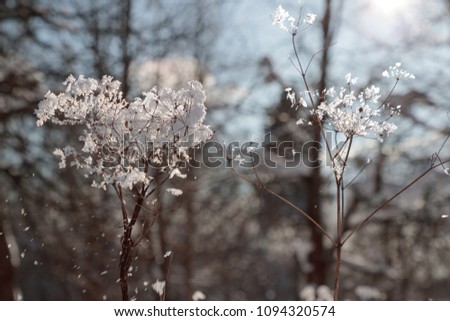 branches of dry bushes with snow