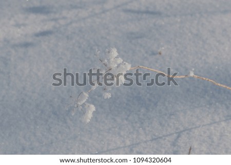 weak and dry branch of a plant with snow