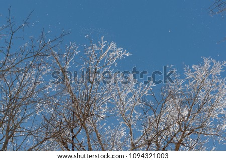 snow on branches against the blue sky