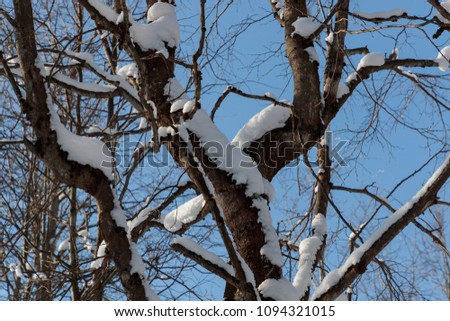 snow on branches against the blue sky