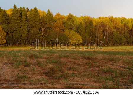 dense forest and field in the spring in the daytime