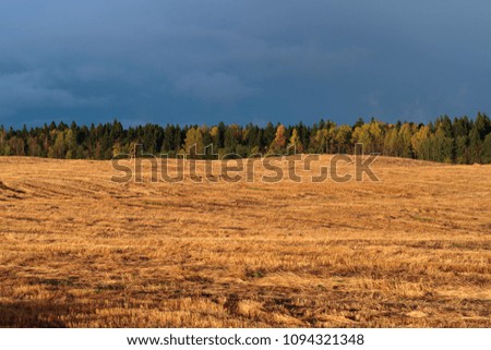 golden field in the background of a dense forest in the daytime