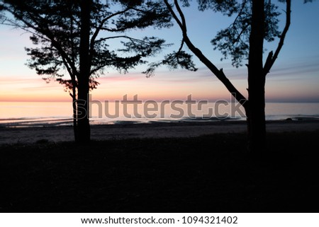 two large trees on the background of a sunset near the sea