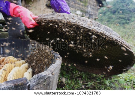 Wild honey bees buzzing over their wooden beehive containing honeycomb full of sweet golden honey. Two hands lifting a woven basket lid to prepare for harvest. Picture taken in Shaanxi, China.