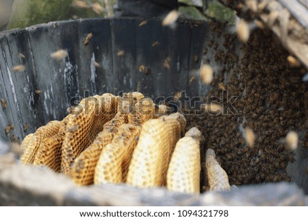 Wild honey bees buzzing over their wooden beehive containing honeycomb full of sweet golden honey. Picture taken in Shaanxi Province in China.