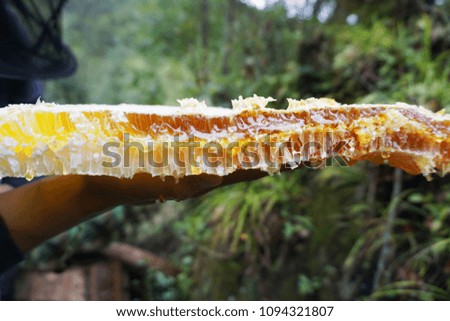 A beekeepers hand holding a piece of honeycomb dripping with golden honey. Picture taken in Shaanxi Province in China.