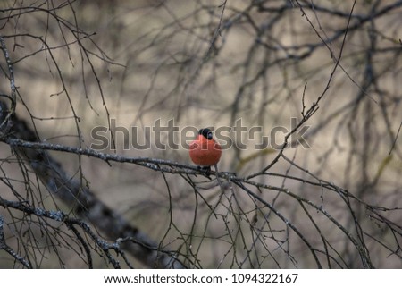 bullfinch sits on a branch of a dry tree