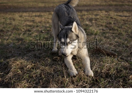Husky on dry grass in spring and in the daytime
