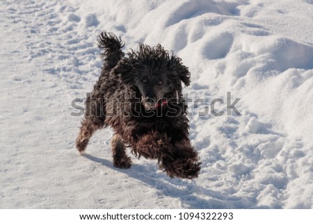 black poodle briskly runs through the snow in the daytime