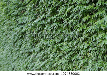 Green leaves on wall background.