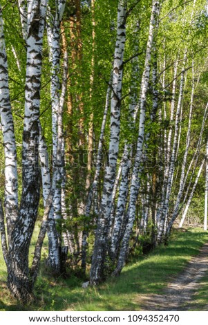 birch landscape forest
