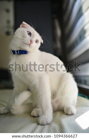 Adorable white cat