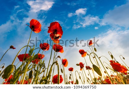 field of red papaver flower with sunburst shot from below. beautiful nature background against the blue sky