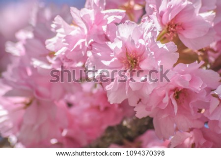 The pink flower Cherry blossom is blooming in spring season in England with blurry background, Sakura flower.
