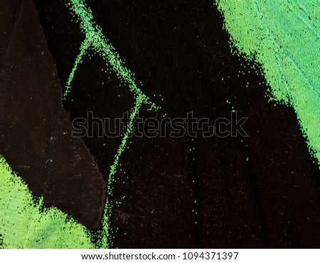 Detailed macro photo of a shiny green tropical birdwing butterfly (ornithoptera priamus) wing