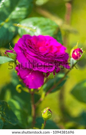 Rose flowers in the garden