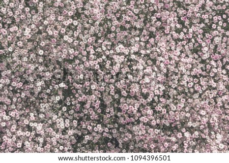 A lot of tiny flowers Baby's breath Rosenschleier, known as Gypsophila. Beautiful abstract white wildflowers. Filled full frame picture. Small white flowers with shallow depth. Wedding concept. Sunny.
