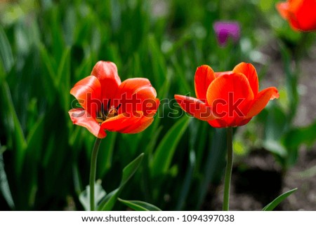 summer flowering of tulips in the field
