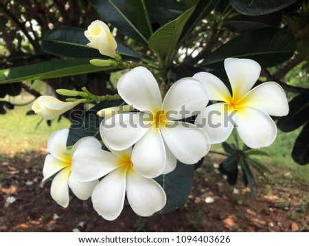 
Plumeria flowers with natural backgrounds.