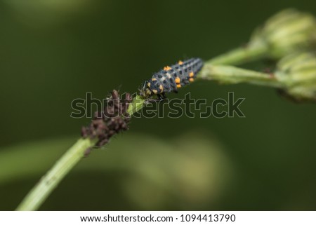 larva of a ladybeetle eats an louse