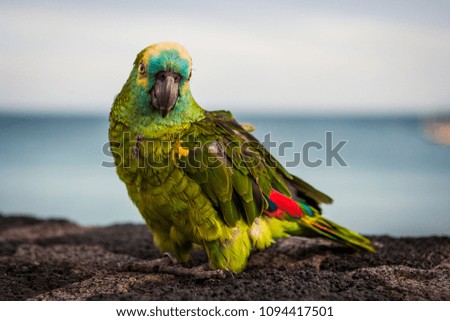 Detailed picture of a green colorful parrot with red wing tips looking at camera. Lanzarote, Canary Islands, Spain.