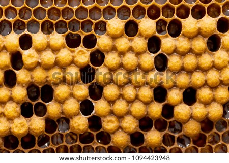 Honeycomb from beehive filled with fresh golden honey. Hexagonal texture. Macro