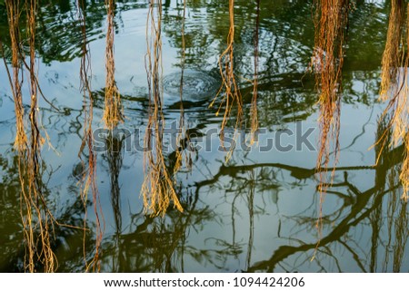Banyan tree reflection on the swamp