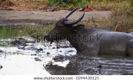 The buffalo is immersed in a mud pond after working in the sun all day. After completing its daily work, it will come to bathe and soak in this muddy pond every day.