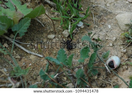 Black spider surrounded by plants from above