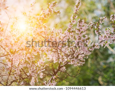 Cherry blossoms. Selective focus. Sunlight effect.