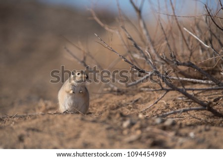 Gerbil in Gobi desert