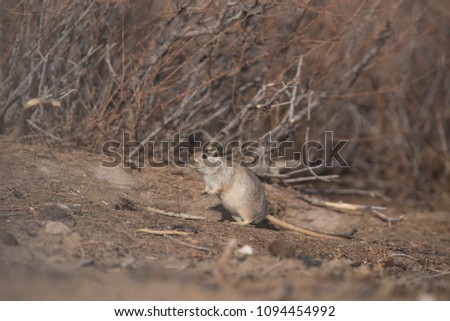 Gerbil in Gobi desert