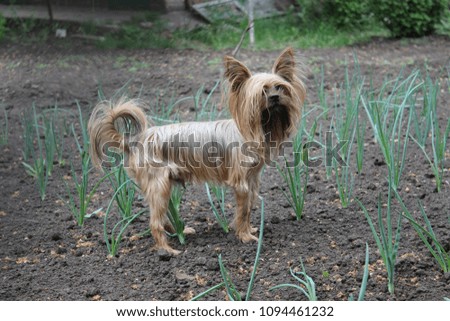 Yorkshire Terrier walks in the garden
