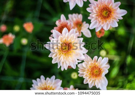 closeup colorful chrysanthemum in the garden