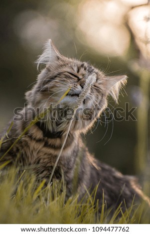 Cat sniffs at the flower