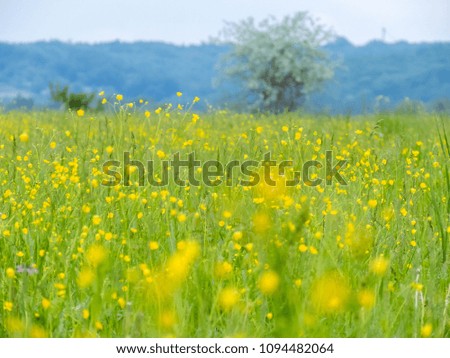 Meadow full with buttercup flowers in spring. Field of yellow daisy