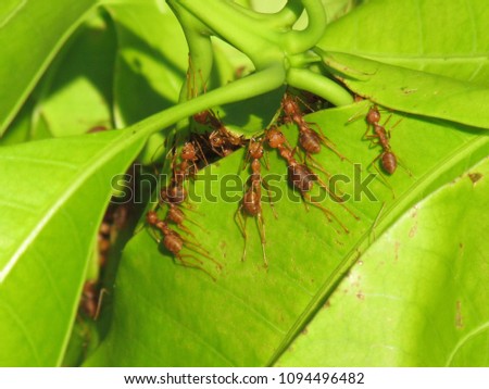 Ants help build their new nest on leaves of the mango. A red ant (fire ant, Solenopsis geminate) unity teamwork.
