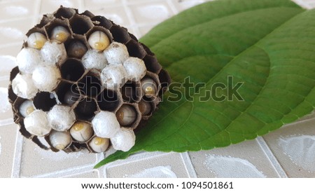 Macro close-up on wasp's nest with cocoon and baby worms on green leaf.