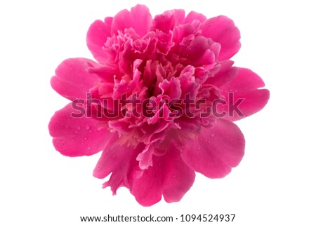 Bright pink peony in a phase of active flowering on a white background with drops of water on petals.