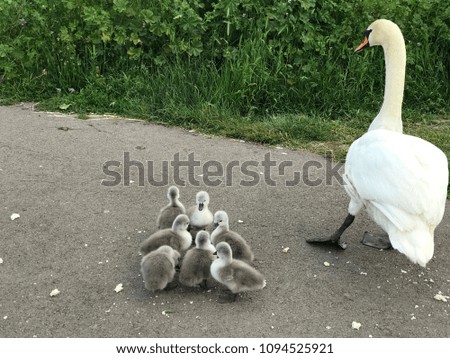 Sweetest swan family in Romania