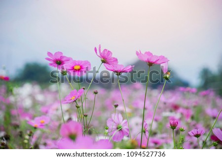 Beautiful  Pink cosmos flowers blooming in the garden. Royalty-Free Stock Photo #1094527736