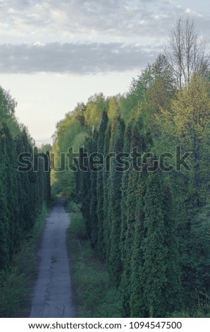 Green tree and road