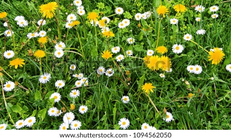 Beautiful green meadow with nice chamomile and yellow dandelions. Wonderful rural landscape. Amazing meadow with wildflowers. Summer countryside environment. Green pasture. Herbs