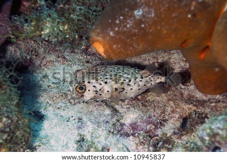 Pufferfish on coral reef