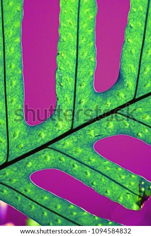 scenic color of leaf stems by daylight in close up style so beautiful pattern for nature background