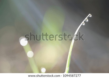 soft lens dews on green grass under  morning sunlight