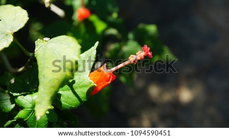 Beautiful hibiscus in a green garden.Nature and post card concept.
