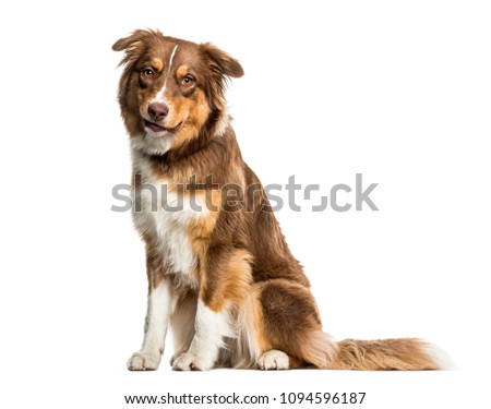 Australian Shepherd dog sitting against white background