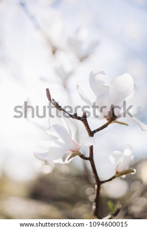 Magnolia tree blossom, white flowers